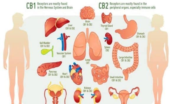 crohn's cbd cannabis endocannabinoid receptors