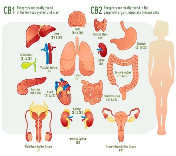 CBD-medical-cannabis-endometriosis-endocannabinoid-receptors